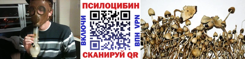 Купить где  Покров  Псилоцибиновые грибы Psilocybe 
